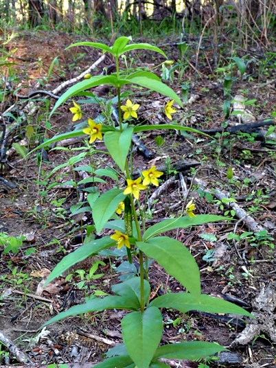 {Lysimachia quadrifolia}